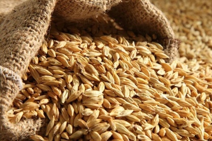 Около 40 тысяч тонн зерна нового урожая заложено в Нижегородской области на хранение запасов государственного интервенционного фонда в 2022 году