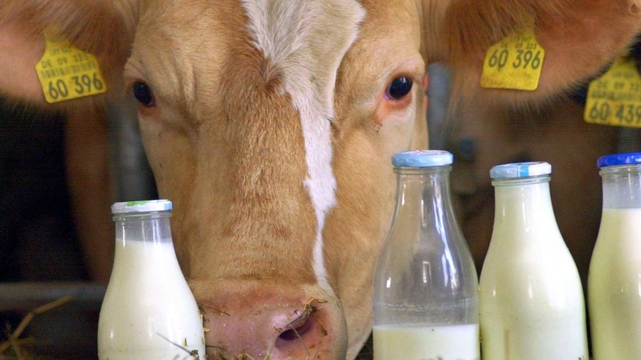 Производство молока увеличено в 25 районах Нижегородской области 
