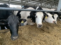 Нижегородские аграрии впервые получат господдержку на борьбу с лейкозом скота