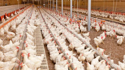 Минсельхоз объявляет об отборе проектов развития птицеводства 