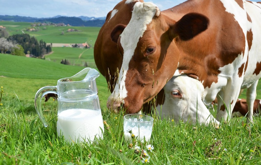 Сельхозпроизводители Нижегородской области увеличили производство молока