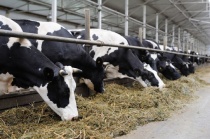 18 животноводческих комплексов построят и реконструируют в Нижегородской области в 2020 году 