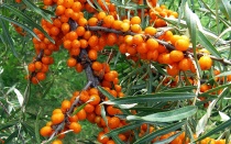 Нижегородские аграрии посадили плантации с новыми плодовыми культурами