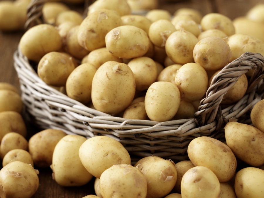 Нижегородская область вошла в число регионов-лидеров России по производству картофеля