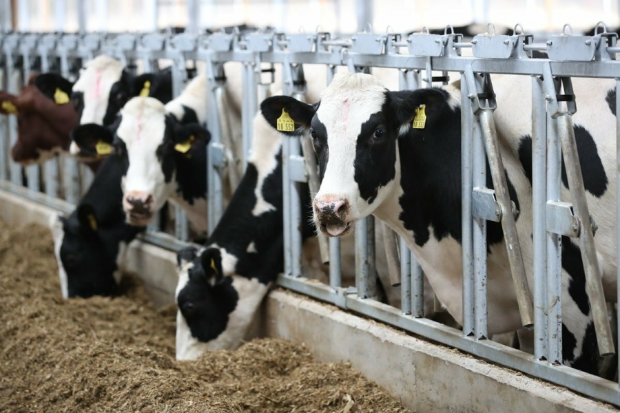 На 6% увеличено производство молока в Нижегородской области за 1 квартал 2020 года