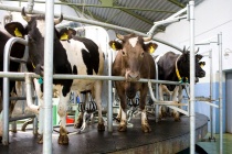 Нижегородские аграрии получили 440 млн рублей на поддержку молочного животноводства