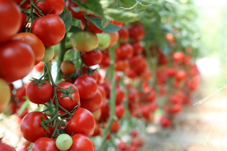 Нижегородская область вдвое увеличит производство тепличных огурцов и томатов