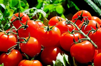 Производство тепличных овощей в Нижегородской области увеличилось в 2 раза к уровню прошлого года