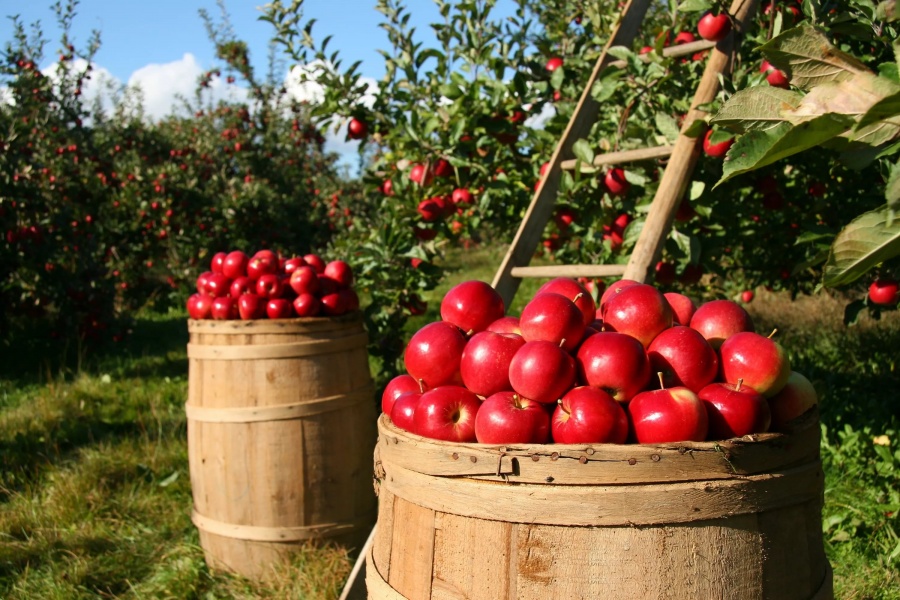 86 гектаров плодовых культур планируется посадить в Нижегородской области в 2020 году