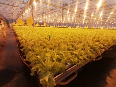 Минсельхоз информирует о начале приема документов от получателей субсидии на возмещение части затрат на приобретение тепличными предприятиями энергоносителей