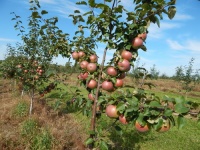 Около 30 млн рублей будет направлено на развитие садоводства в 2020 году