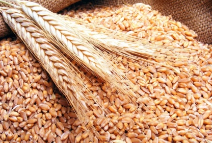 Нижегородская область готова заложить 95 тысяч тонн зерна на хранение запасов государственного интервенционного фонда в 2022 году