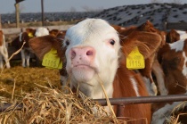 Обучающий семинар прошел для специалистов животноводческих предприятий региона