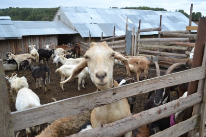  В Нижегородской области стартовал прием заявок на получение гранта «Агротуризм»