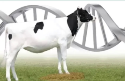 Минсельхоз информирует о начале отбора проектов по развитию геномной селекции в области племенного животноводства 