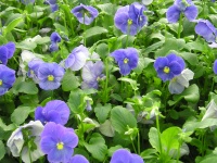 Более 1 миллиона цветов вырастят тепличные комбинаты Нижегородской области в 2020 году