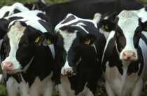 Достижения племенных предприятий Нижегородской области отмечены высокой оценкой на федеральном уровне 