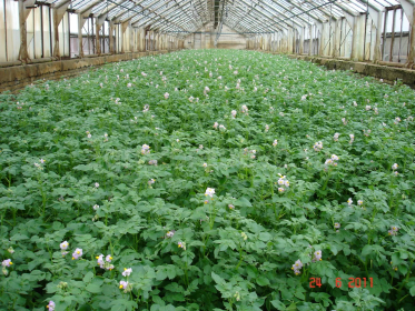 Минсельхоз информирует об отборе проектов по развитию производства мини-клубней картофеля 