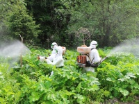 400 гектар сельхозземель обработано от борщевика Сосновского в регионе в 2021 году