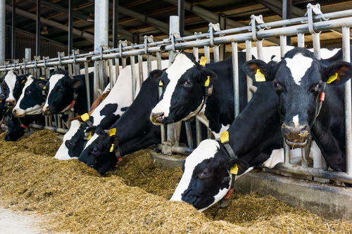 Производство молока увеличено в Нижегородской области за восемь месяцев 2020 года  