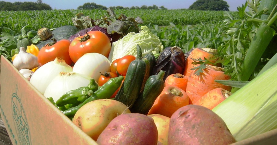 В Нижегородской области увеличилось производство сельхозпродукции