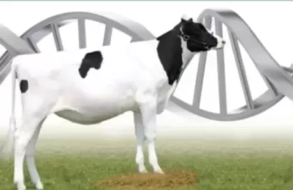 Минсельхоз объявляет об отборе проектов по развитию геномной селекции в области племенного животноводства