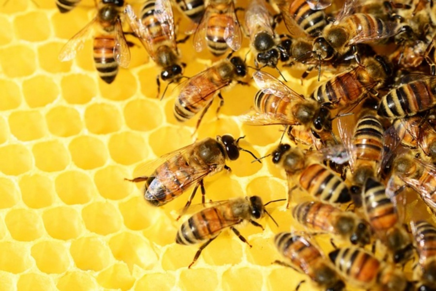 Лаборатории по определению причин гибели пчел действуют в Нижегородской области