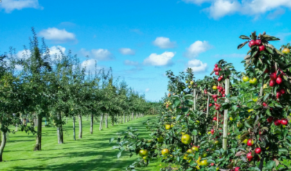 Минсельхоз информирует об окончании отбора получателей субсидии на возмещение части затрат сельскохозяйственных товаропроизводителей на закладку и уход за многолетними насаждениями в 2025