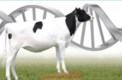 Минсельхоз информирует о признании отбора проектов по развитию геномной селекции в области племенного животноводства несостоявшимся