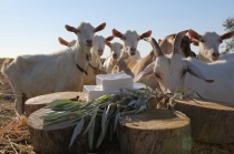 Около 200 новых фермерских хозяйств создано в Нижегородской области в 2020 году