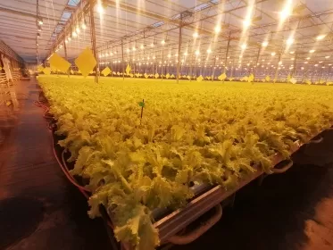 Минсельхоз информирует об утверждении перечня проектов развития тепличных предприятий, прошедших отбор 