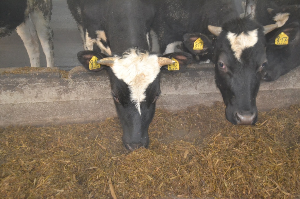 Поддержка_малого_агробизнеса Фото Минсельхоз НО (8).jpg Поддержка_малого_агробизнеса Фото Минсельхоз НО (8).jpg