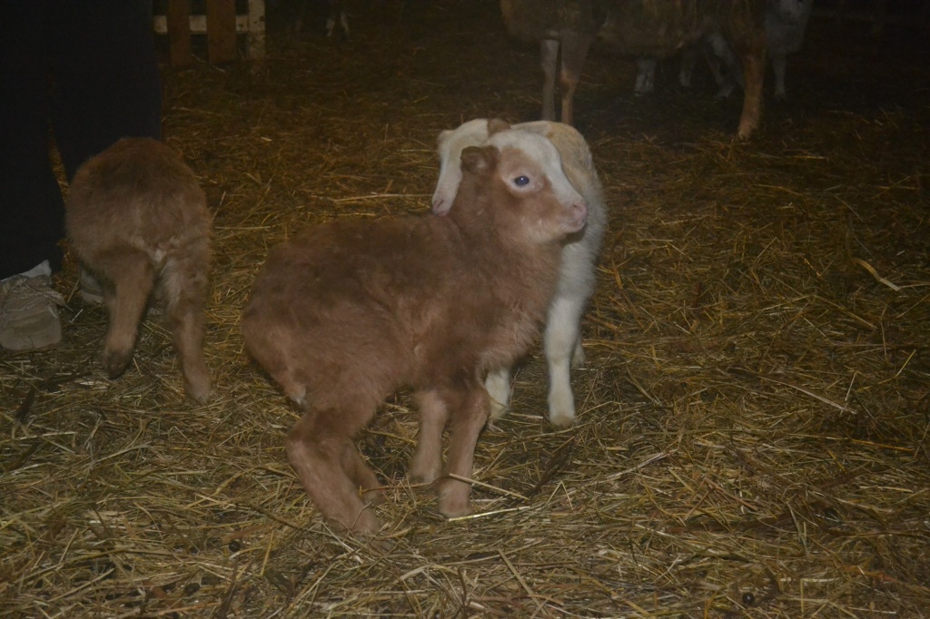 Поддержка_малого_агробизнеса Фото Минсельхоз НО (5).jpg Поддержка_малого_агробизнеса Фото Минсельхоз НО (5).jpg