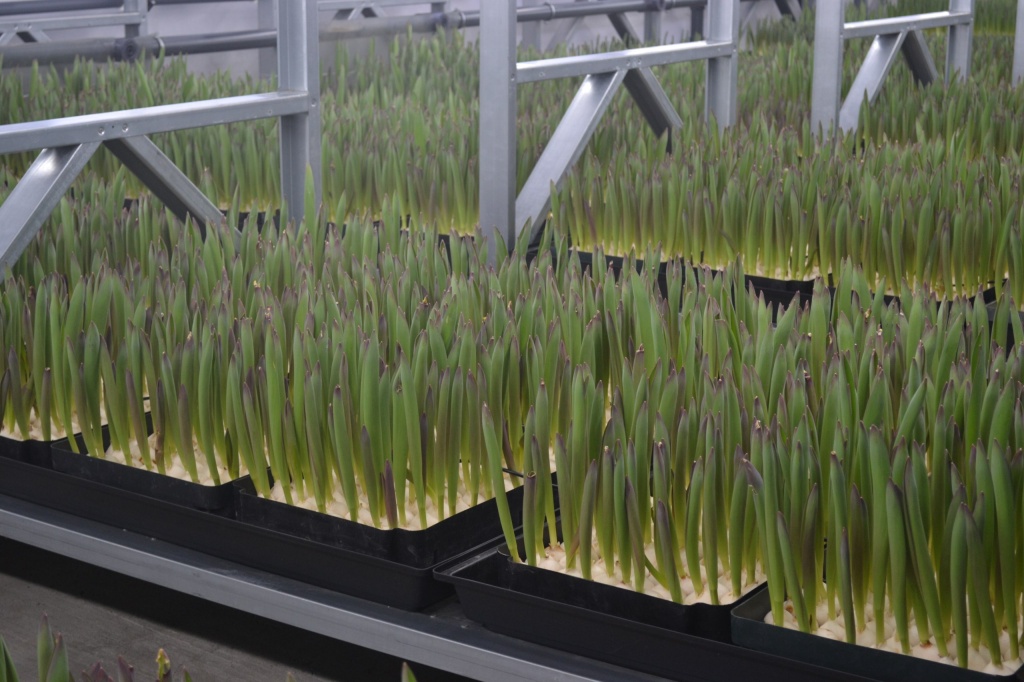 Поддержка_малого_агробизнеса Фото Минсельхоз НО (3).jpg Поддержка_малого_агробизнеса Фото Минсельхоз НО (3).jpg