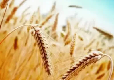 Минсельхоз информирует 