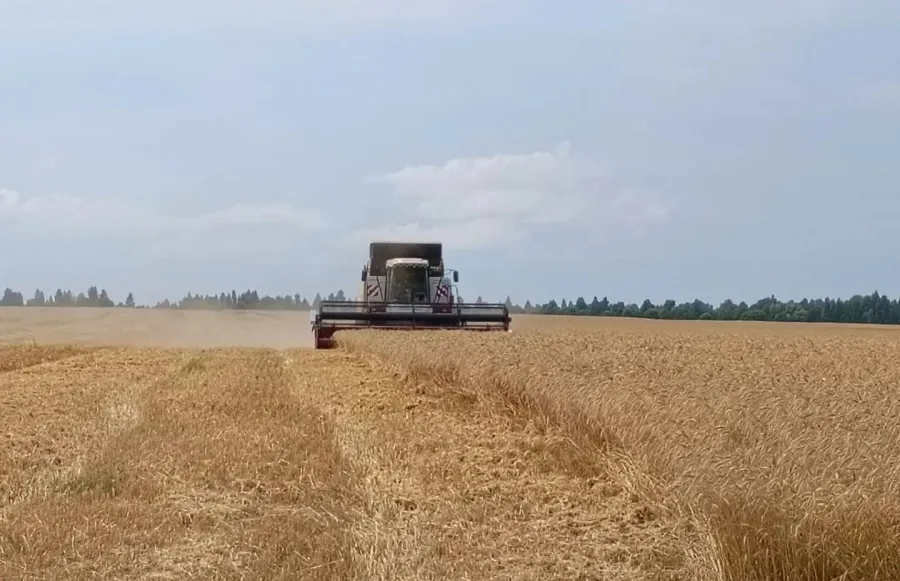 Уборочная кампания стартовала в Нижегородской области В 16 округах региона приступили к уборке озимой пшеницы
