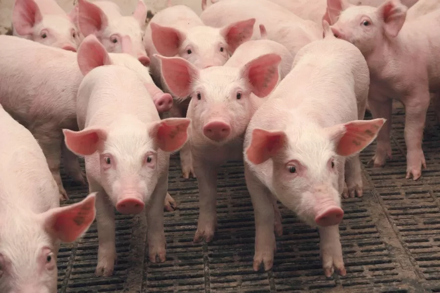 Поголовье свиней выросло на предприятиях нижегородского агропрома