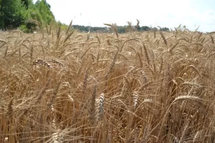 Глеб Никитин: «Для климатической зоны, где мы находимся, подотрасли сельского хозяйства показывают очень серьезные результаты»