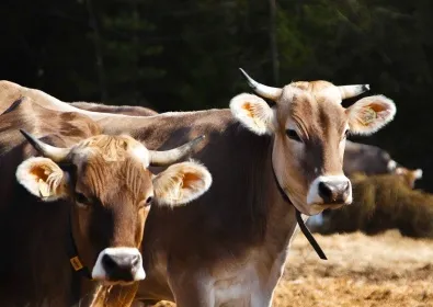 Ветераны СВО могут получить грант «Агромотиватор» на развитие собственного агробизнеса