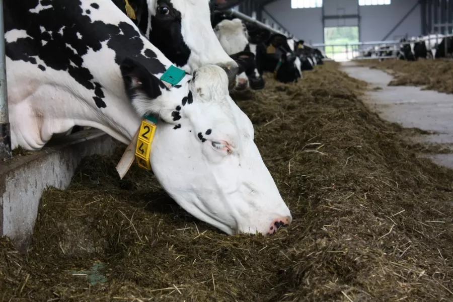 Нижегородские аграрии получат более 300 млн рублей льготных займов из Фонда поддержки АПК