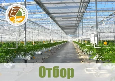 Минсельхоз объявляет об отборе проектов развития тепличных предприятий